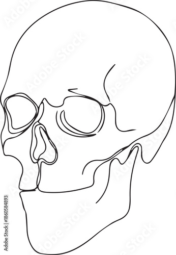 Human skull profile illustration