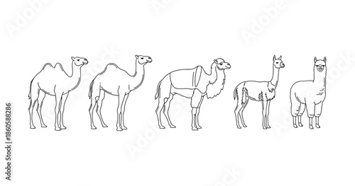 Line drawing of camels and llamas in profile view