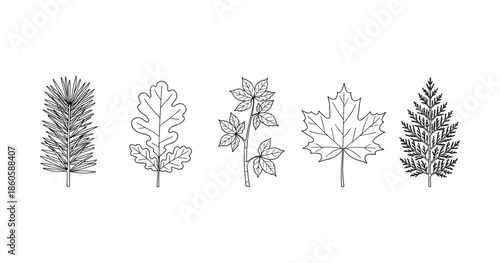 Illustrated botanical guide: five distinct leaf outlines of trees