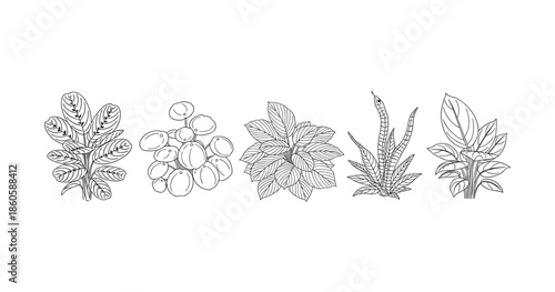 Collection of hand-drawn plant leaves and fruits