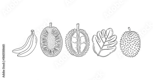 Line art of exotic fruits: banana, jackfruit, durian, monstera leaf, spiky fruit