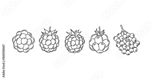 Illustrative outline of various berry types in a row