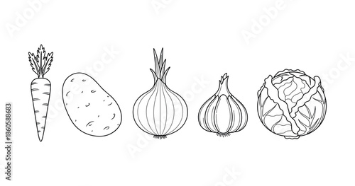 Line art vegetables: carrot, potato, onion, garlic, cabbage on white background