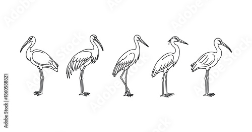 Line art illustrations of five unique wading birds in standing positions