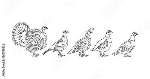 Line art of various birds: turkey, pheasant, quail, and pigeon illustration