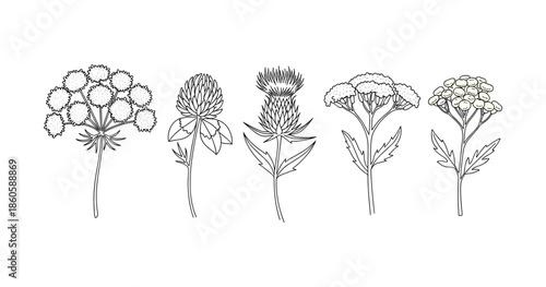 Variety of wildflowers: illustrated common yarrow, thistle, red clover, tansy, and scotch thistle
