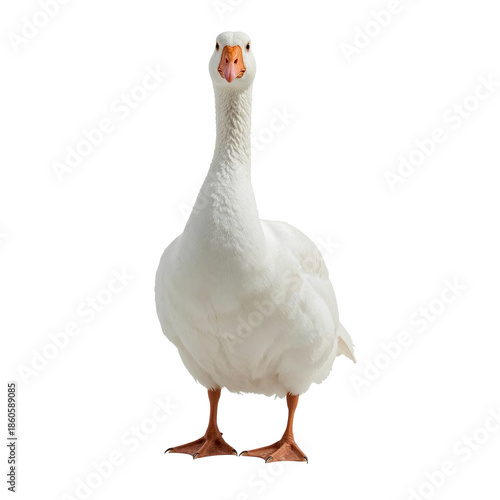 White Goose Standing Upright in a Studio Setting During Daylight
