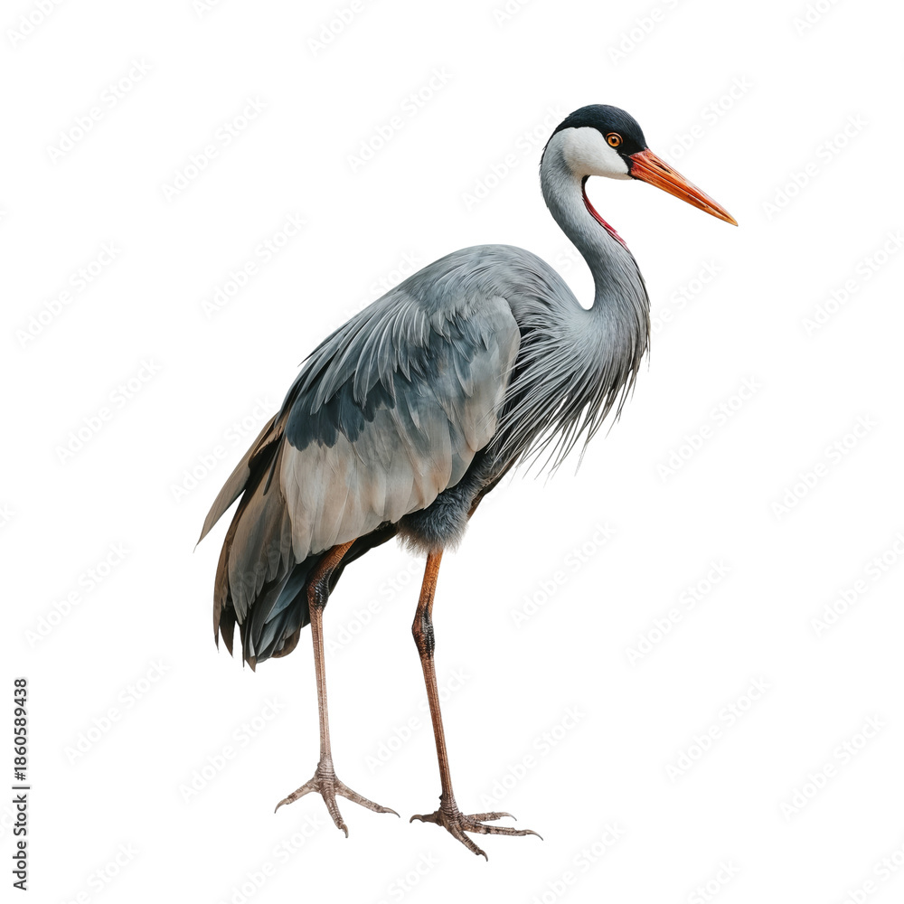 Fototapeta premium Gray Heron Stands Tall Against a White Background While Looking for Food