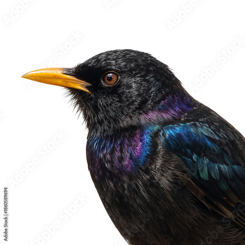 Bird With Black Feathers and Colorful Sheen Stands Still Against a White Back...