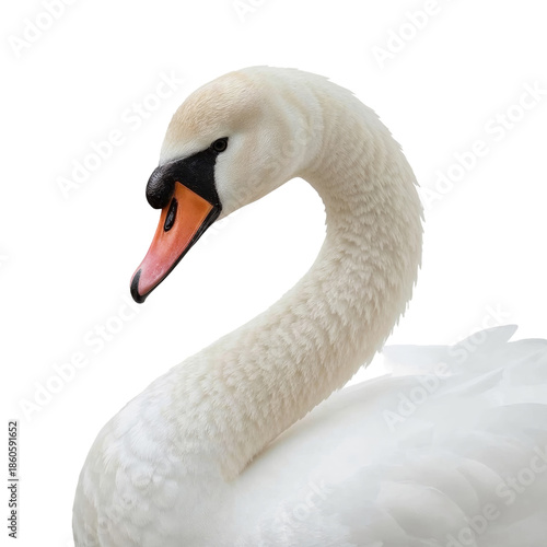 Swan With Curved Neck on White Background During Daylight