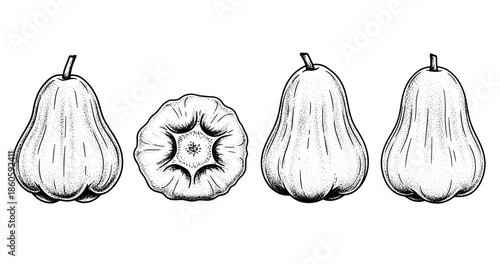 Monochrome illustration of pear-shaped squashes in various views
