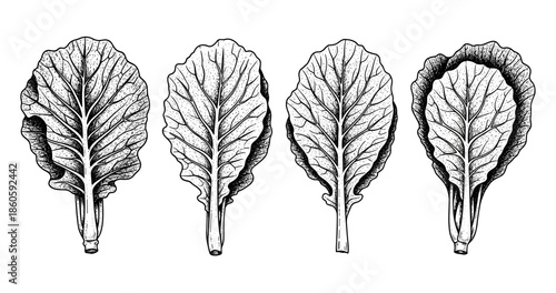 Detailed black and white botanical illustration of four kale leaves