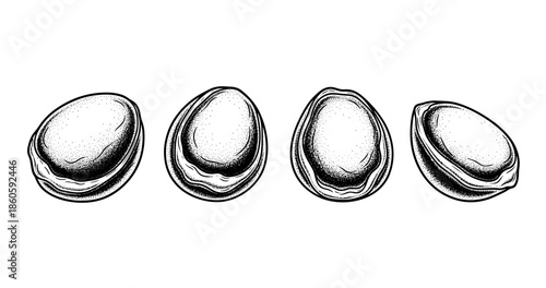 Artistic black and white cross-section of nuts in detailed illustration
