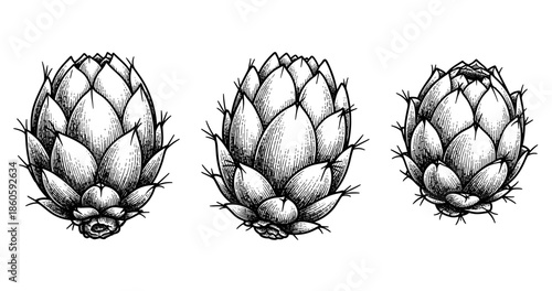 Vintage botanical art of three pine cones with detailed textures