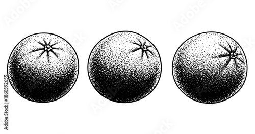 Vintage black and white illustration of three oranges in a row