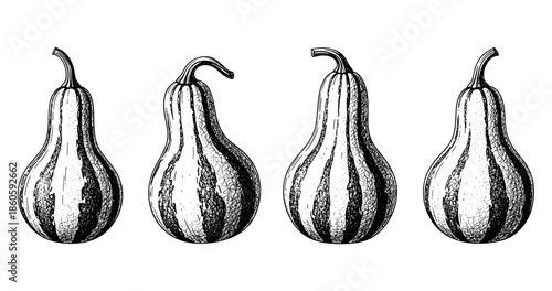 Hand-drawn vintage gourds illustration with four unique designs