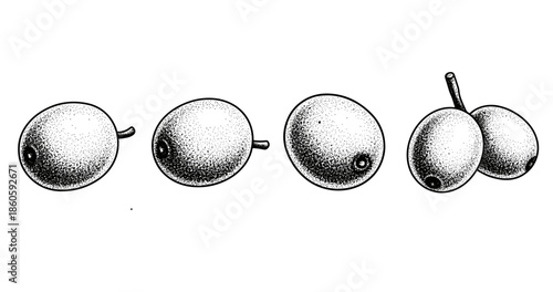 Black and white stipple art of gooseberries with detailed texture