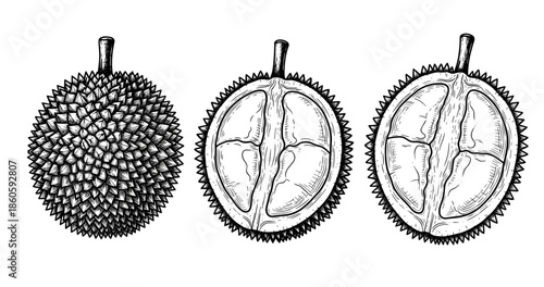 Durian fruit illustrations showing whole and cross-section views