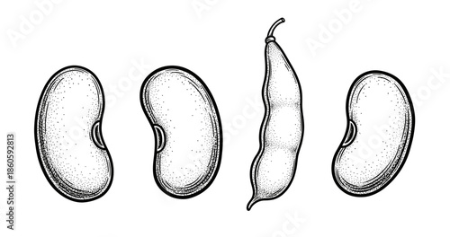 Hand-drawn bean pods and seeds illustration on white background