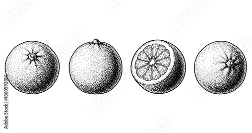 Detailed black and white ink illustration of citrus oranges and halves