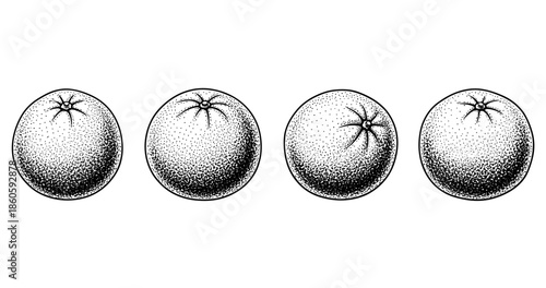 Vintage black and white illustration of tomatoes in a row