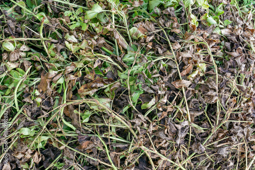 Tableau sur toile Pile of Dried Peanut Plants After Harvest in Garden