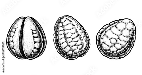 Detailed black and white drawing of three distinct seed pods