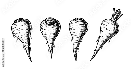 Vintage engraving of four parsnips - detailed black and white root vegetables