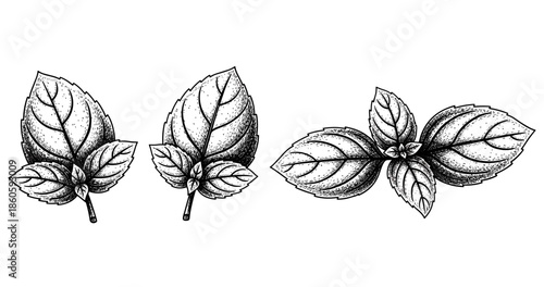 Detailed black and white botanical illustration of basil and mint leaves