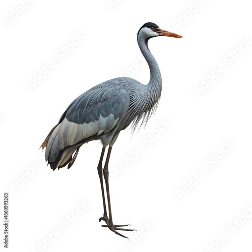 Large Crane Stands Tall on a White Background During a Sunny Day