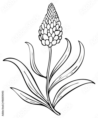 Black and white line art illustration of flower with long leaves on white background