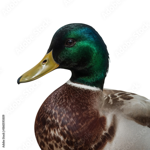 Close-up View of a Mallard Duck Standing in Natural Light With Clean Background