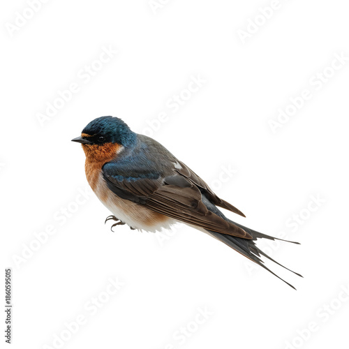 Swallow Bird Perched on a Surface in a Natural Position During the Daytime