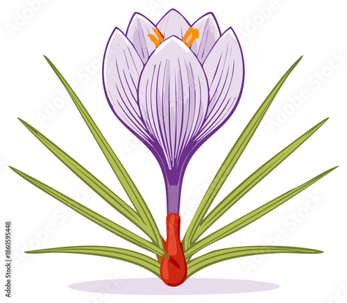Elegant Purple Crocus Flower Illustration with Stigma and Linear Petal Details