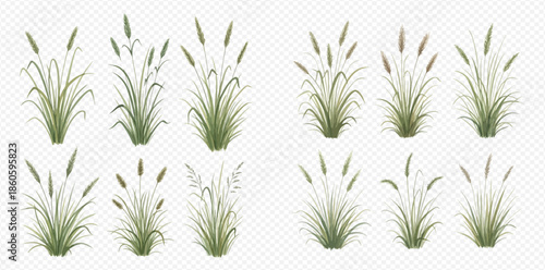 Set of green grass with seeds, a collection of realistic plant bushes for natural landscaping and outdoor decoration.