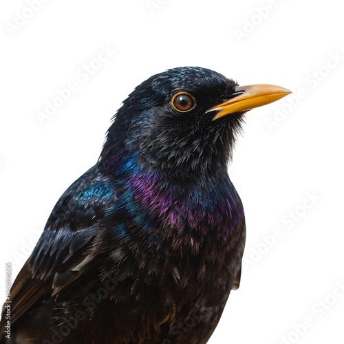 Bird With Vibrant Feathers and Orange Beak Perched Against a Plain Background