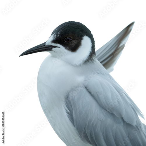 Bird Standing on White Background With Detailed Feathers and Distinct Markings