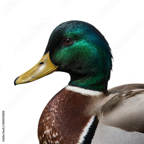 Male Duck With Green Head and Yellow Bill Standing Against White Background D...
