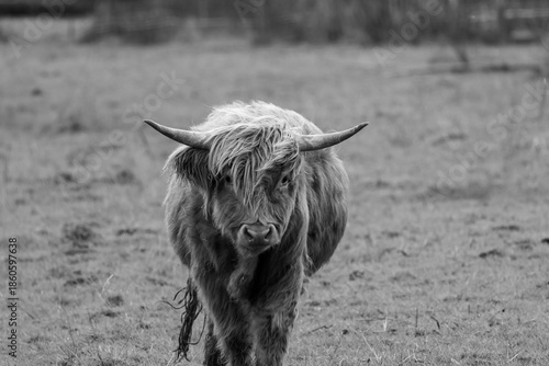 Highlandrind im Freiland