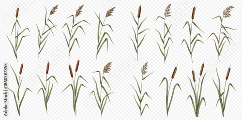 Set of realistic cattail plants with green leaves and brown flower spikes on transparent background.