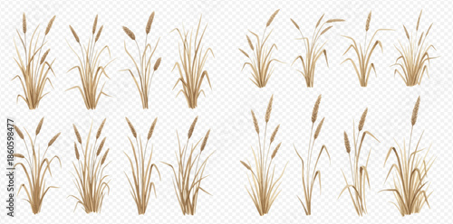 Set of realistic dry cattail plants and reeds isolated on transparent background.