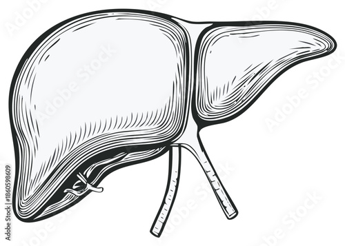 Engraved Style Illustration of Human Liver Anatomy with Vessels