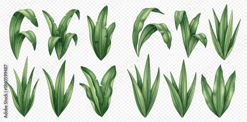 Set of green tropical leaves and grass elements on transparent background, vector illustration.
