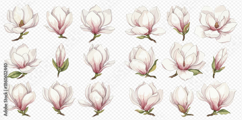 Beautiful watercolor magnolia flowers and buds set, delicate botanical illustration.