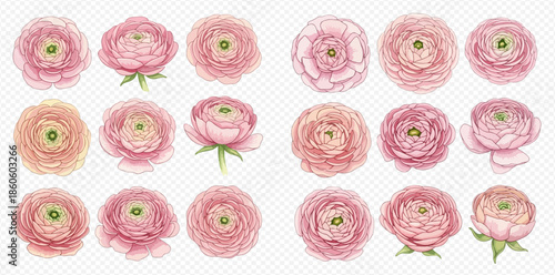 Beautiful collection of pink watercolor ranunculus flowers with delicate petals and green stems.