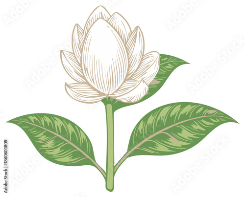 Vintage botanical illustration of an elegant white lotus flower with leaves