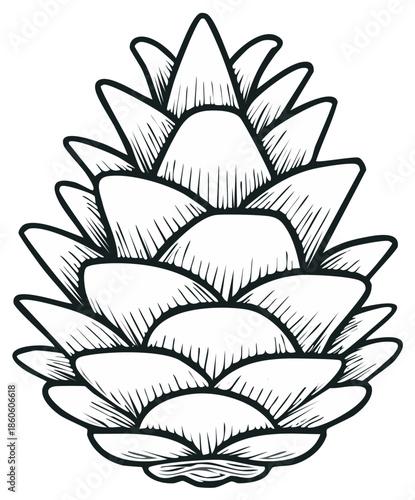 Hand drawn pine cone sketch with detailed scales in a clean black and white line art style