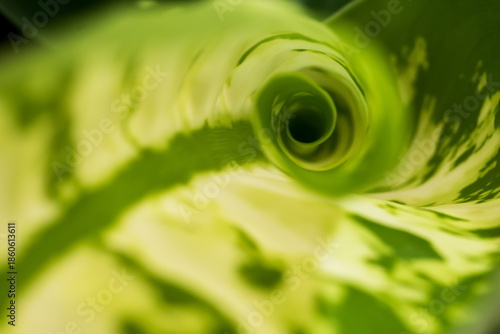 Fibonacci essence in nature; the growth spiral of the dumbcane leaf; Dieffenbachia Seguine