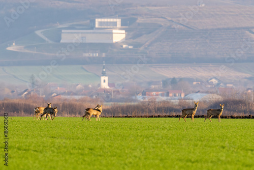A group of wild roe deer grazing and standing in a vibrant green agricultural field in the Western Romanian Plain, with a rural village church and modern architecture visible in the misty background.