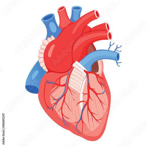 Generative Design Human Anatomical Heart Medical Healthcare Graphic